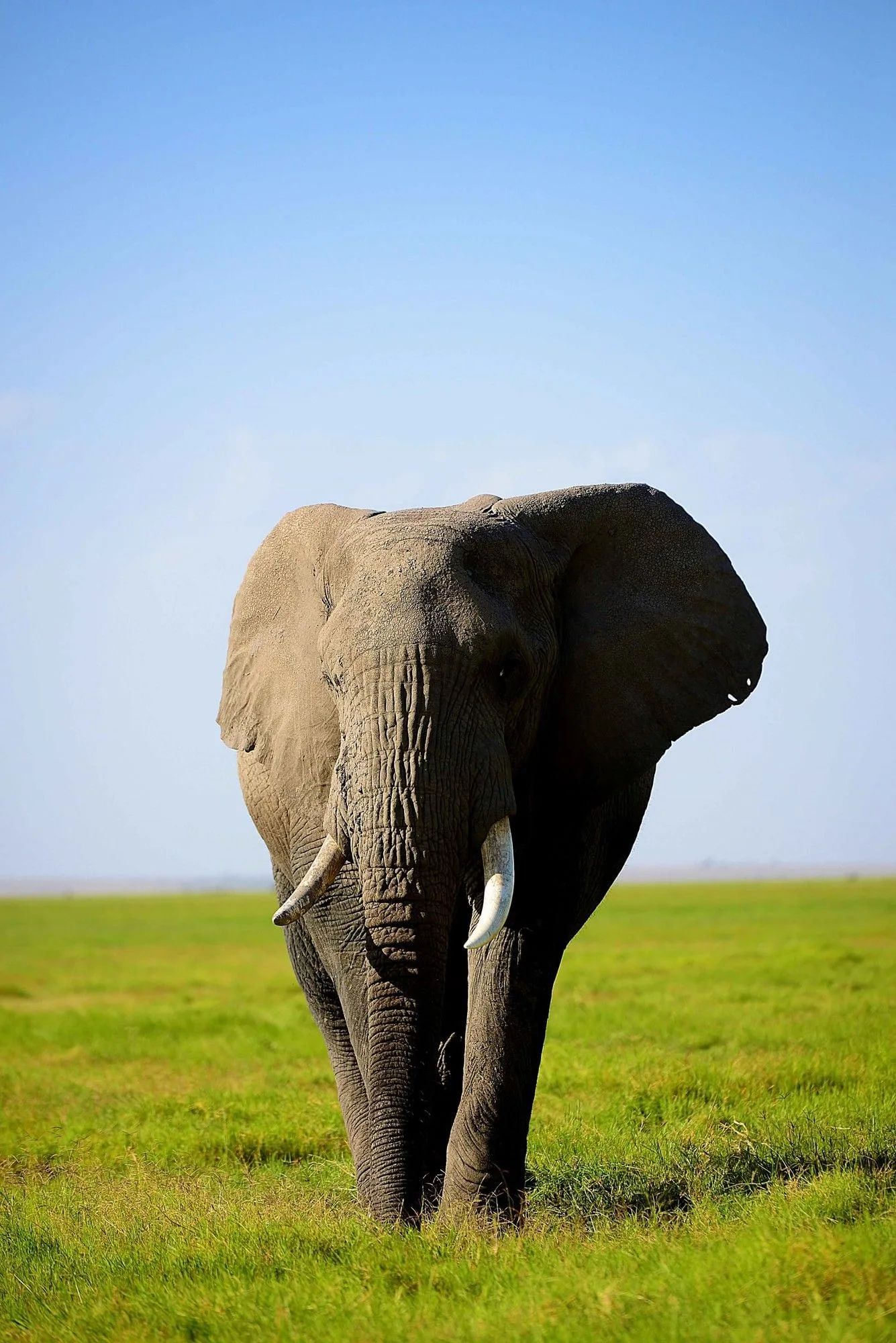 Elephants are a common sight on game drives around the lodge in Amboseli National Park.