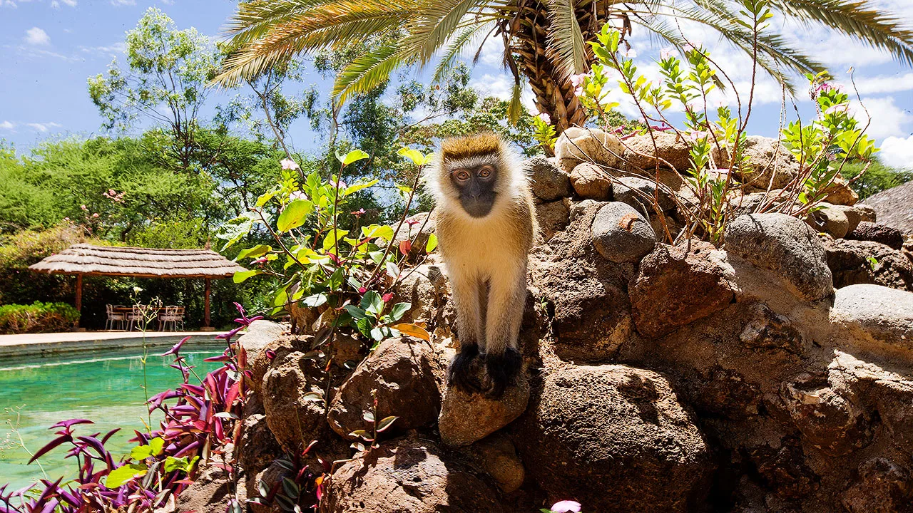 Resident vervet monkeys are a common, playful sight around the pool gardens