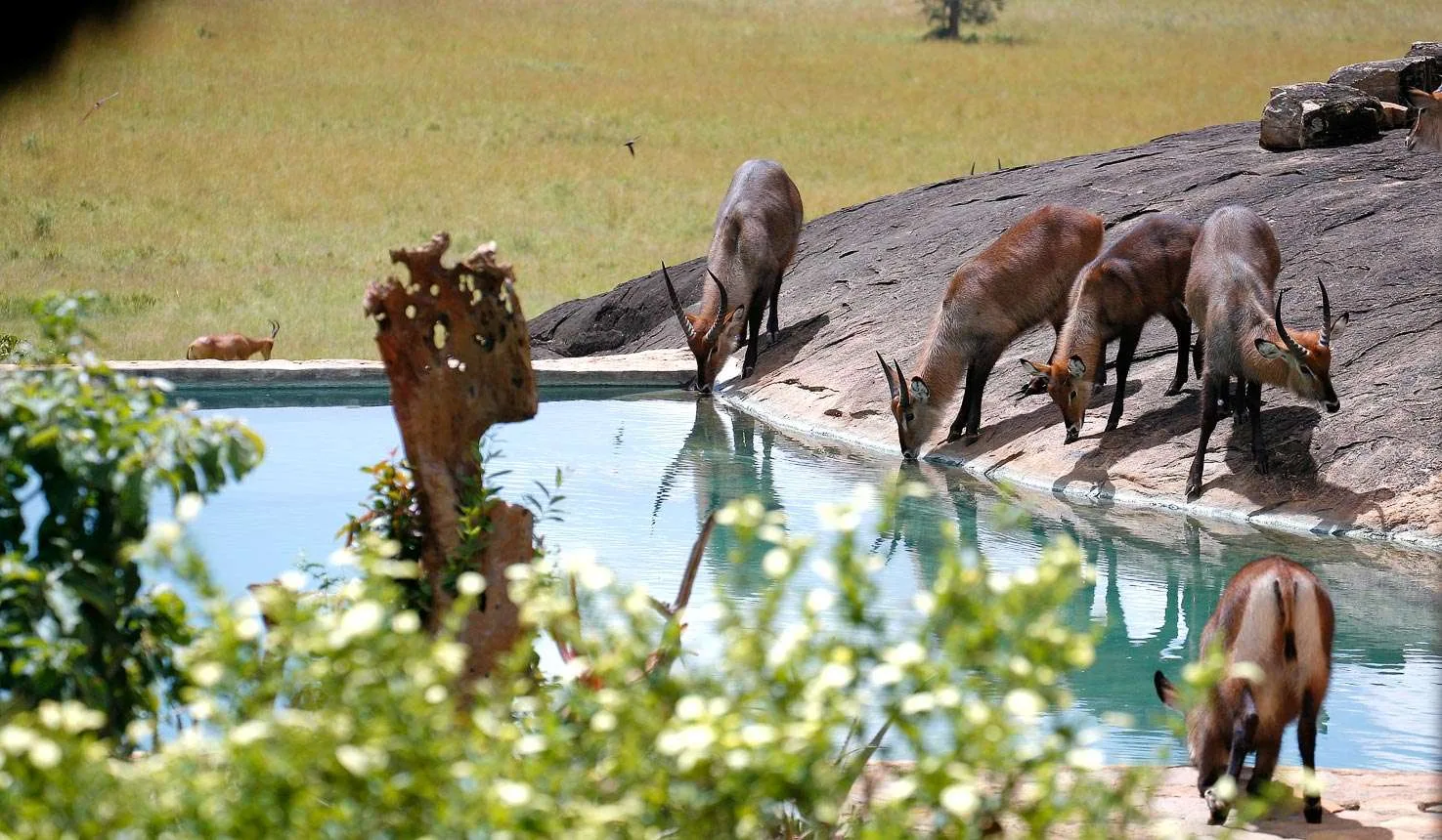 Wildlife beside the rock-carved pool