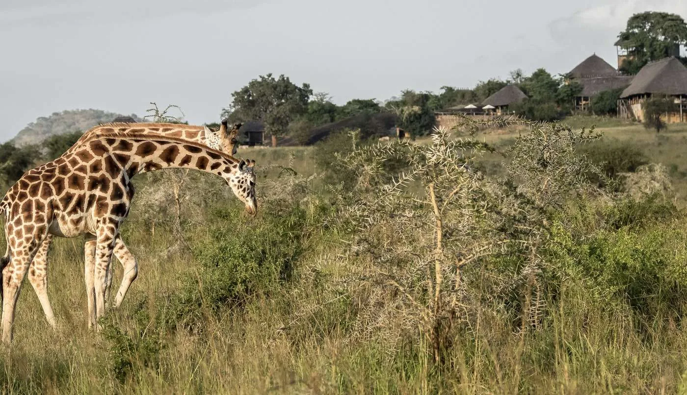 Giraffes near the lodge