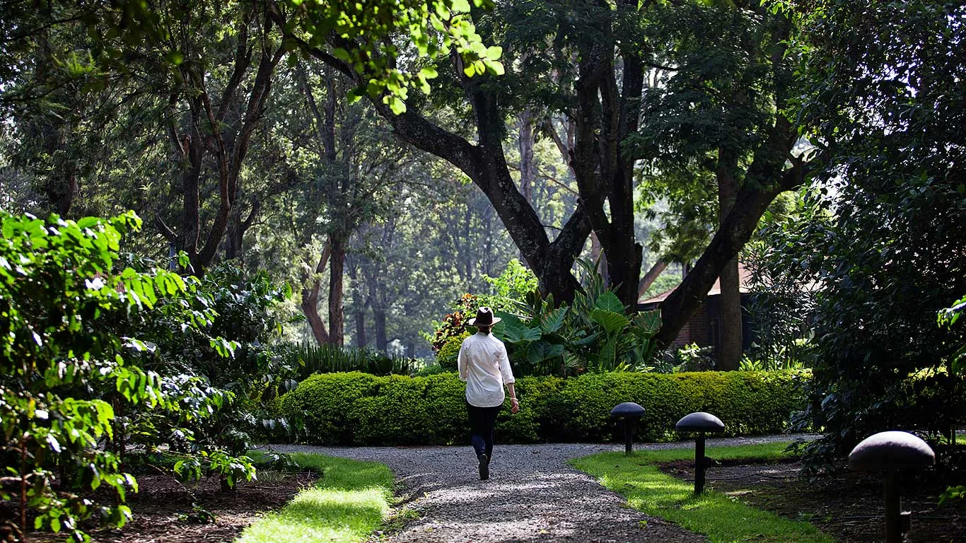 Shaded garden paths wind through indigenous forest across the estate.
