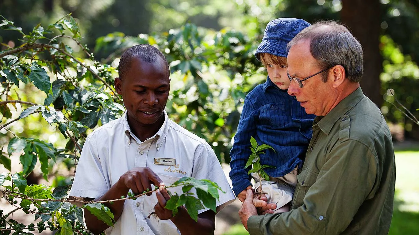 A guided tour through Tanzania's largest coffee plantation, right on the estate.