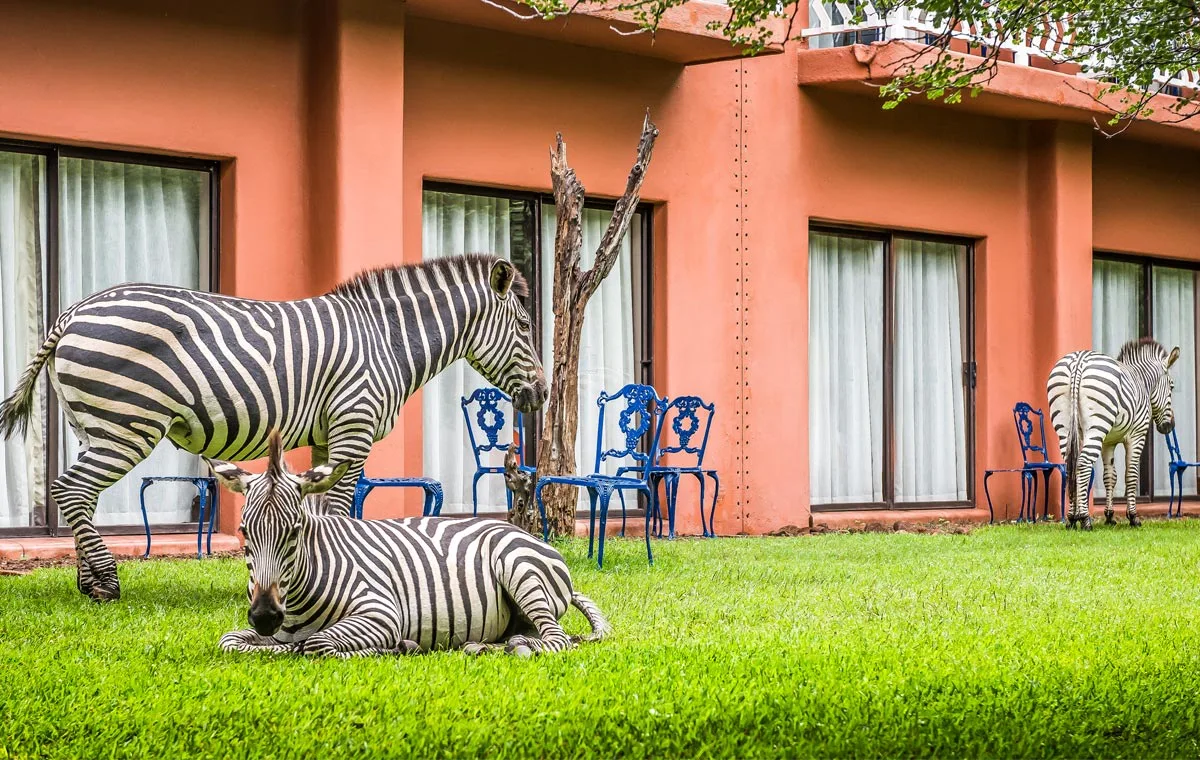 Zebras on the landscaped grounds