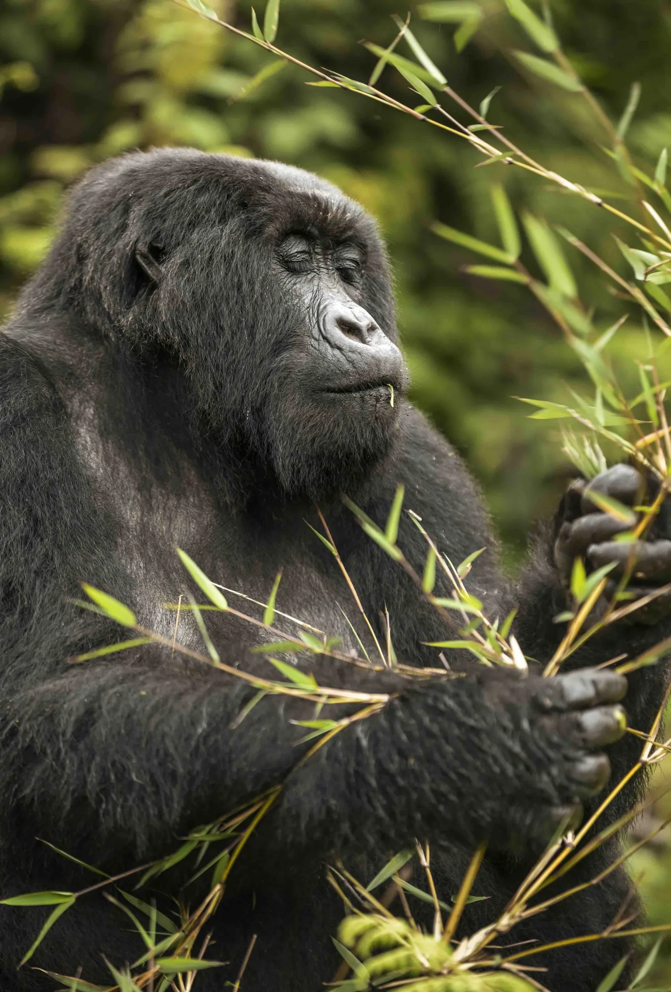 Bisate is the closest luxury base to Volcanoes National Park's habituated gorilla families.