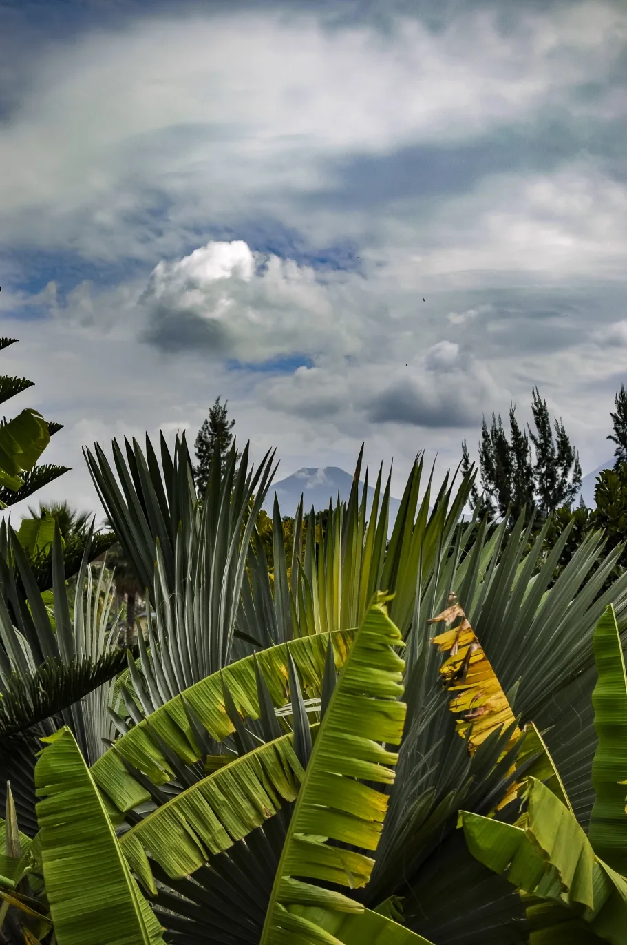 A glimpse of the Virunga volcanoes from the hotel's tropical grounds.