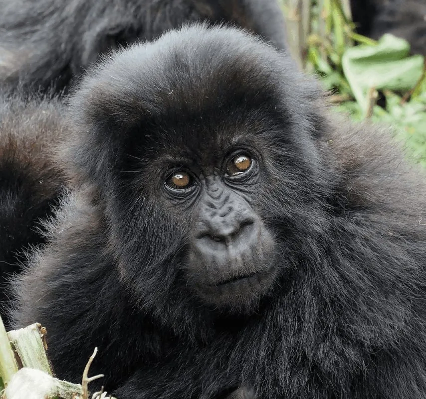 Gorilla trekking in Volcanoes National Park is a 25-minute drive from the hotel.