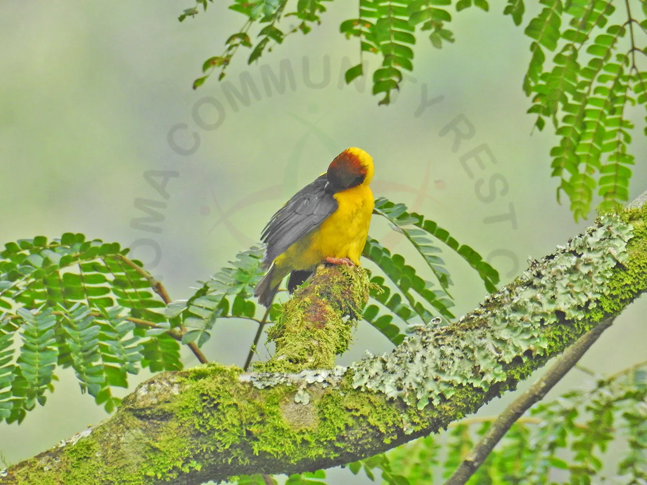 Birdlife spotted on the camp grounds, part of Bwindi's rich biodiversity.