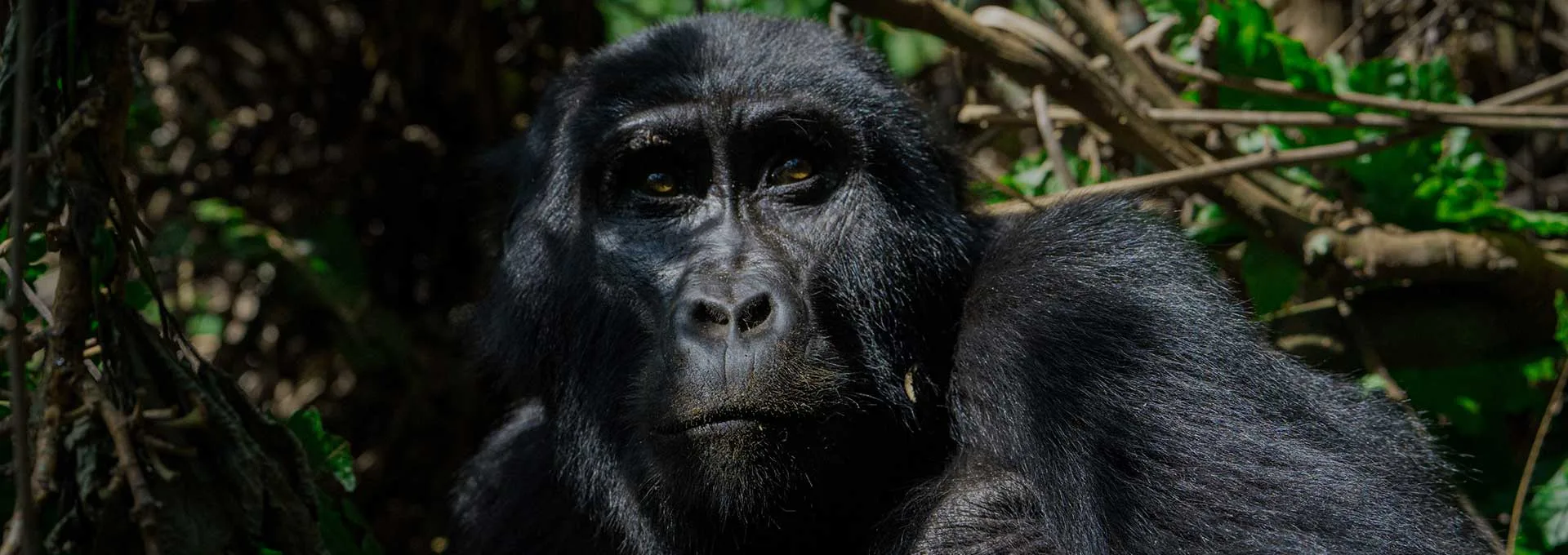 A mountain gorilla encountered during gorilla trekking, the region's signature experience.