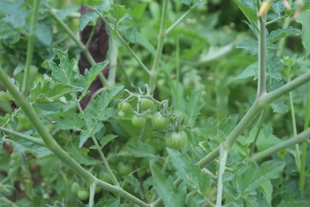 Fresh produce from the lodge's own kitchen garden.