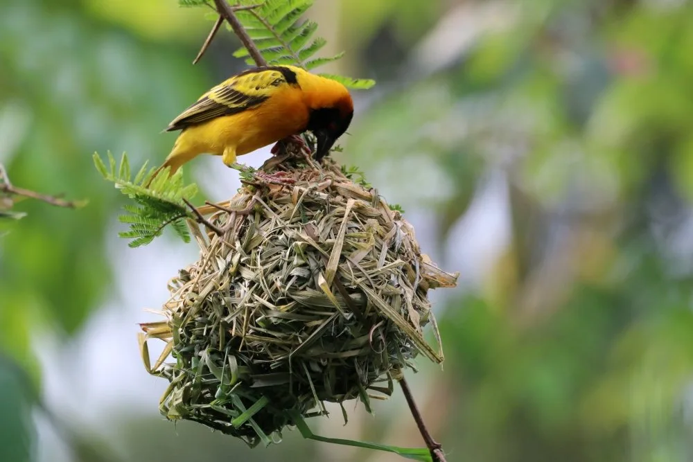 Birdlife from the surrounding forest visits right up to the lodge.