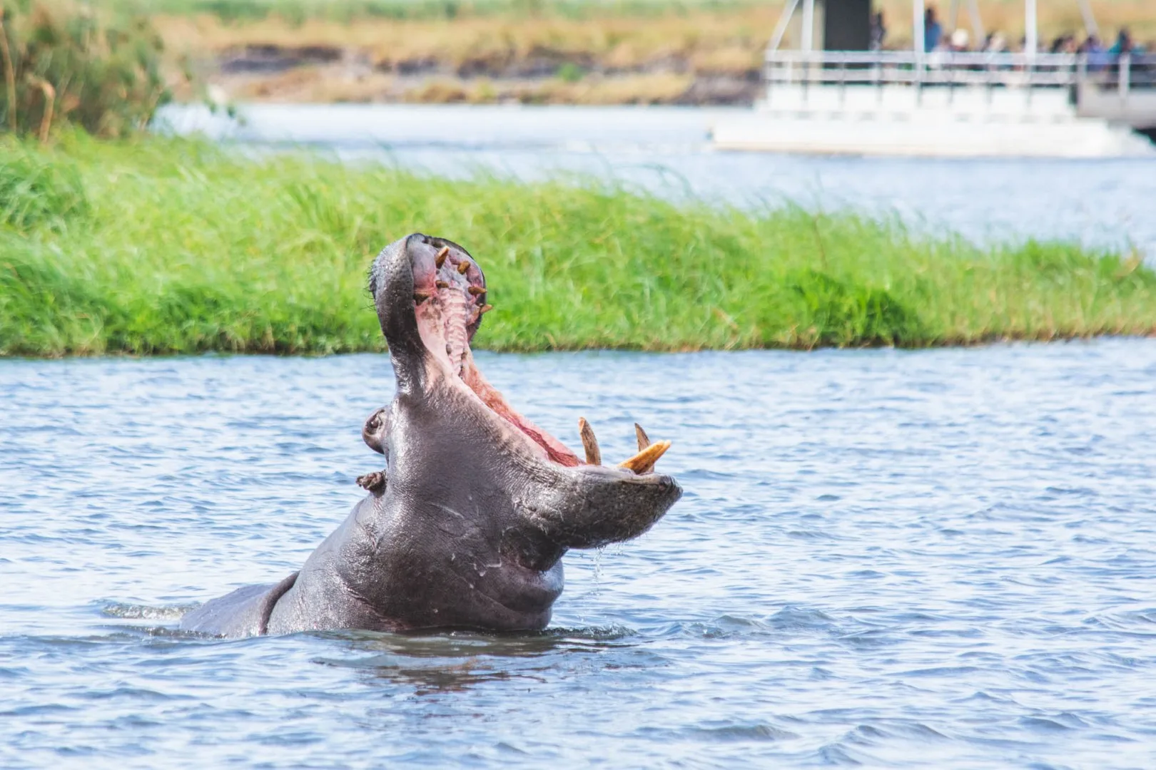 Chobe River hippopotamus