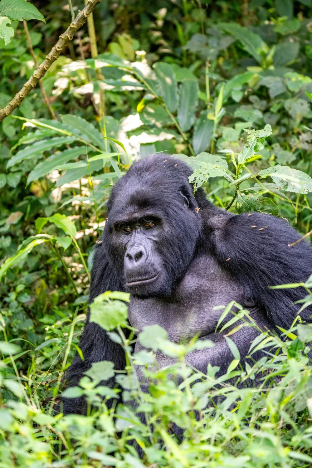 Bwindi mountain gorilla