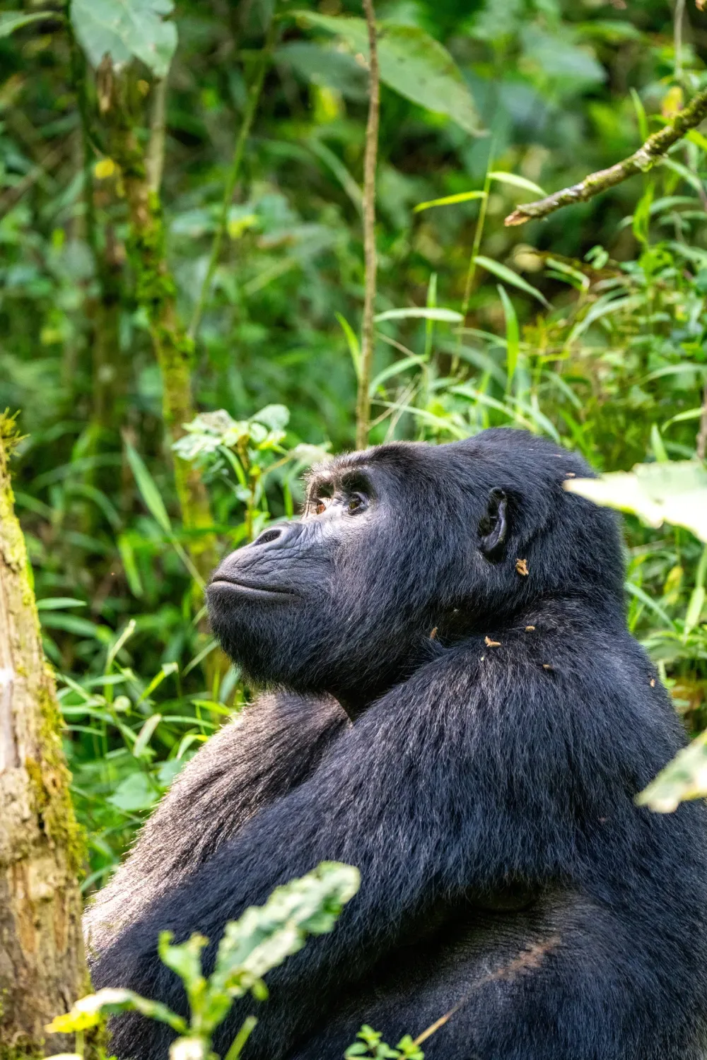 Nkuringo gorilla encounter