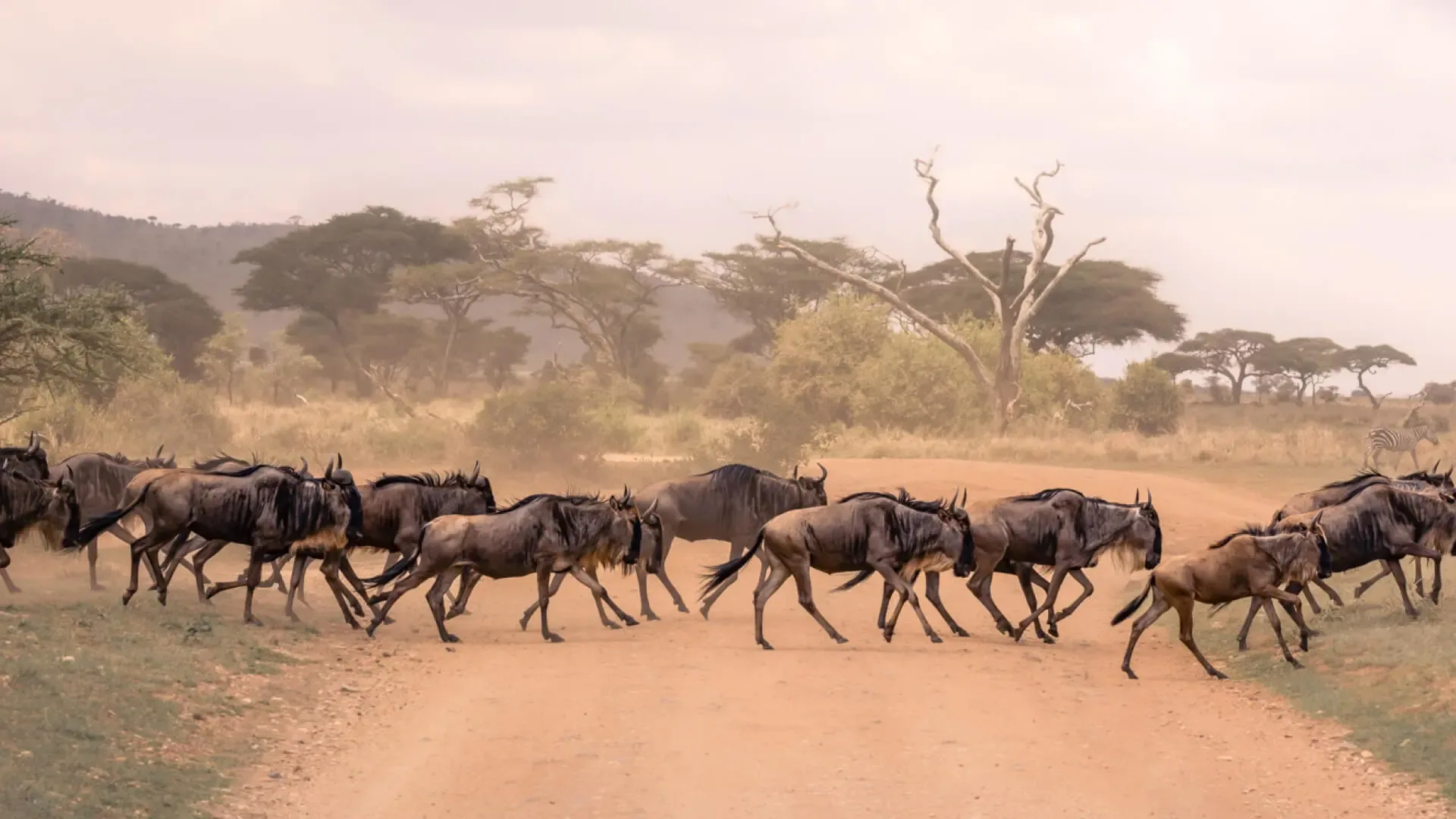 The Great Migration passes close to camp between the Seronera River and Moru Kopjes.