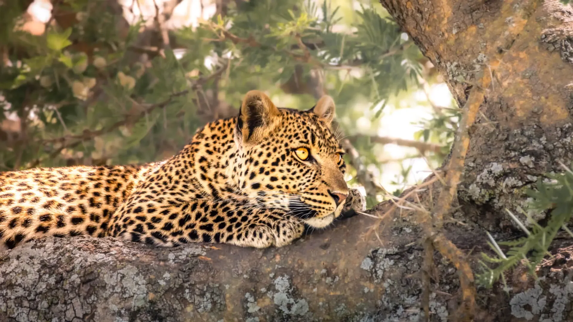 A leopard spotted near the Moru Kopjes, one of Dunia's three game-viewing areas.