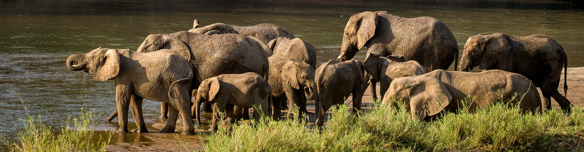 Greater Kruger elephant encounter