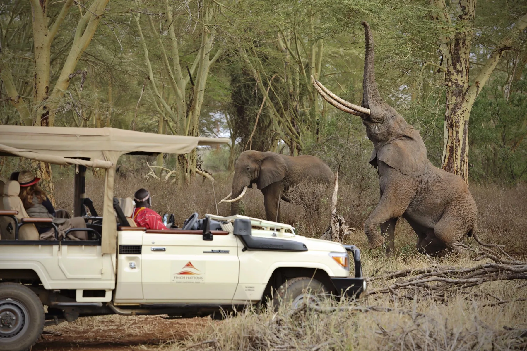 Tsavo West safari