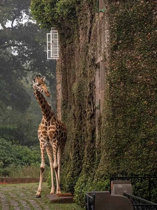 Resident giraffe on the manor grounds