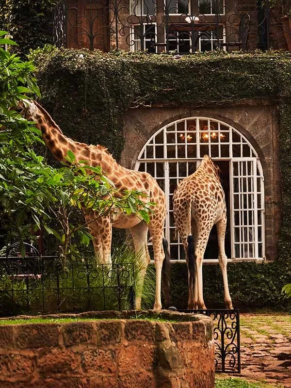 Two giraffes visit the historic manor