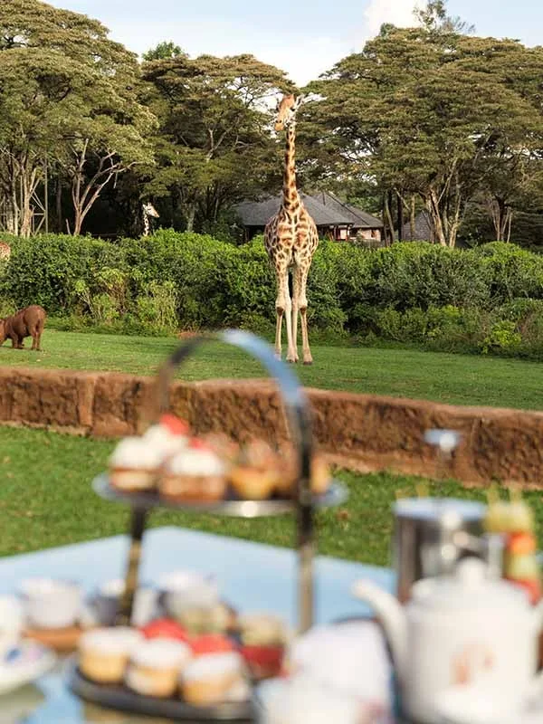 Afternoon tea on the lawn