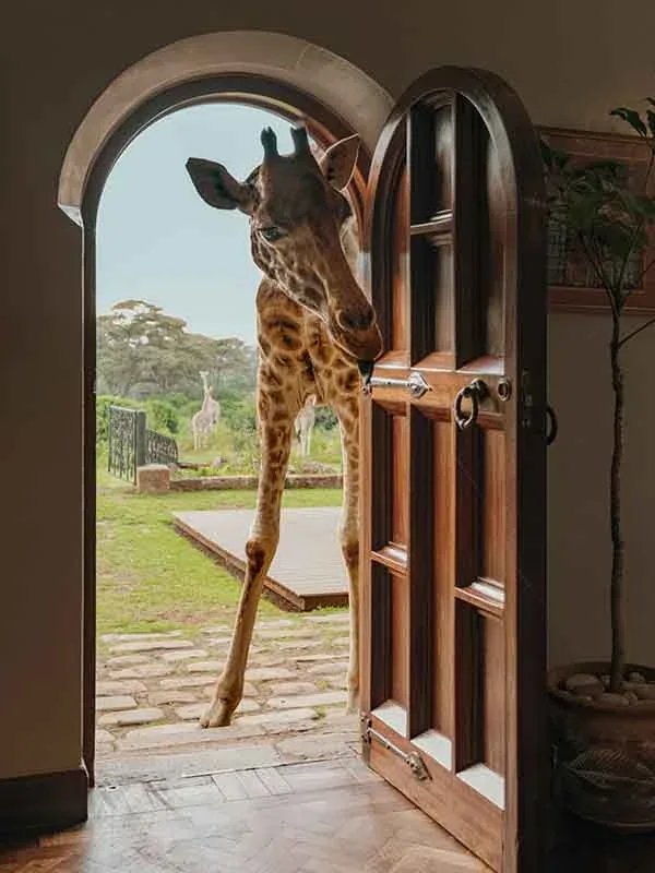Giraffe at an open manor doorway
