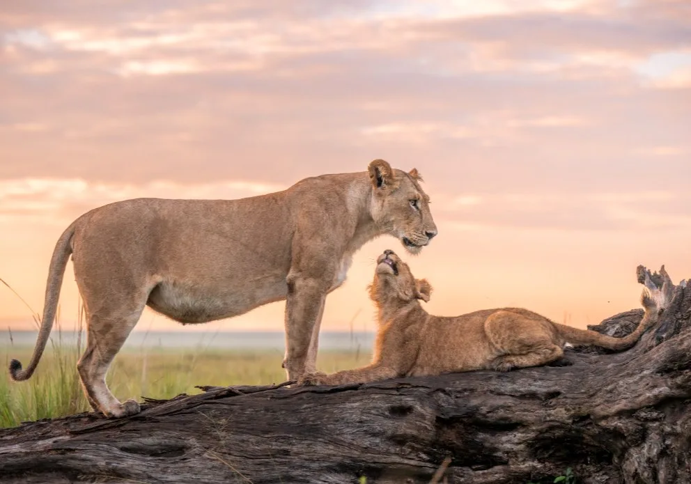 Lioness and cub in the Masai Mara