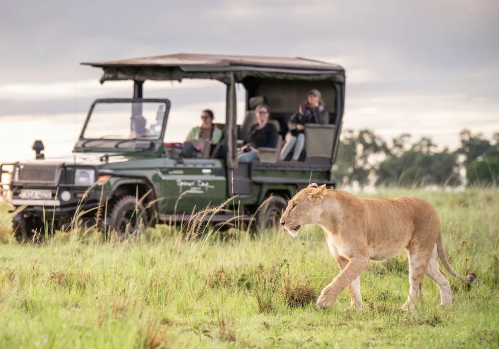 Wildlife viewing from a safari vehicle