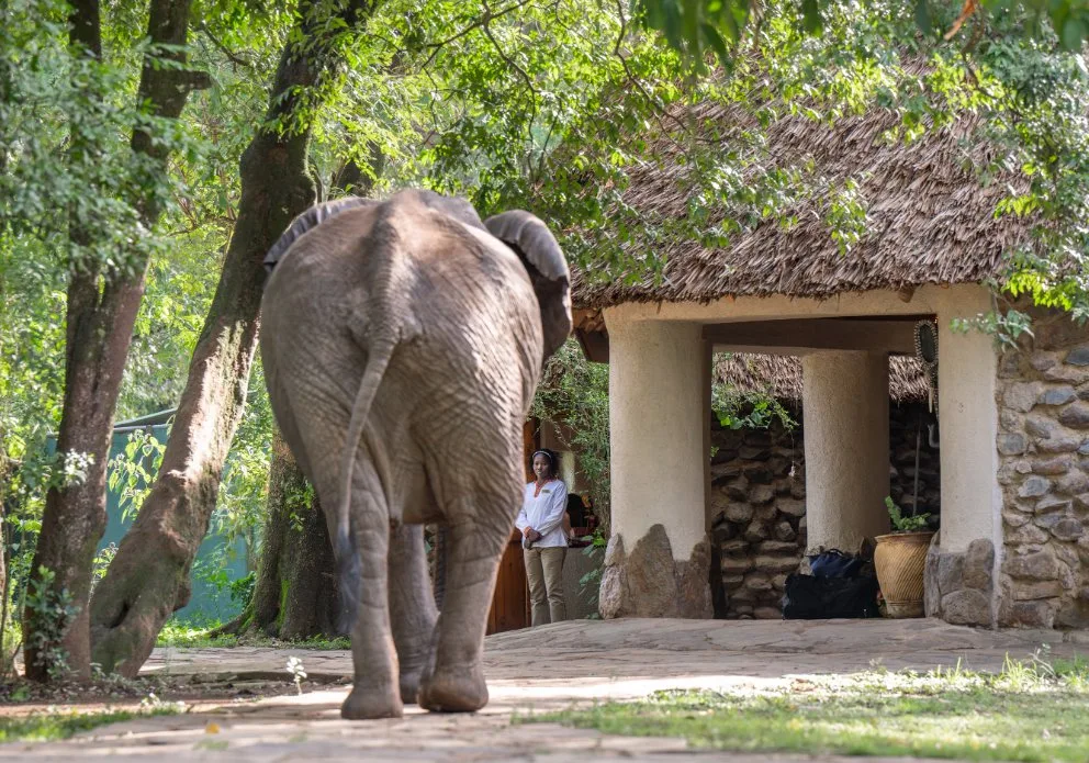 Elephant moving through the unfenced camp