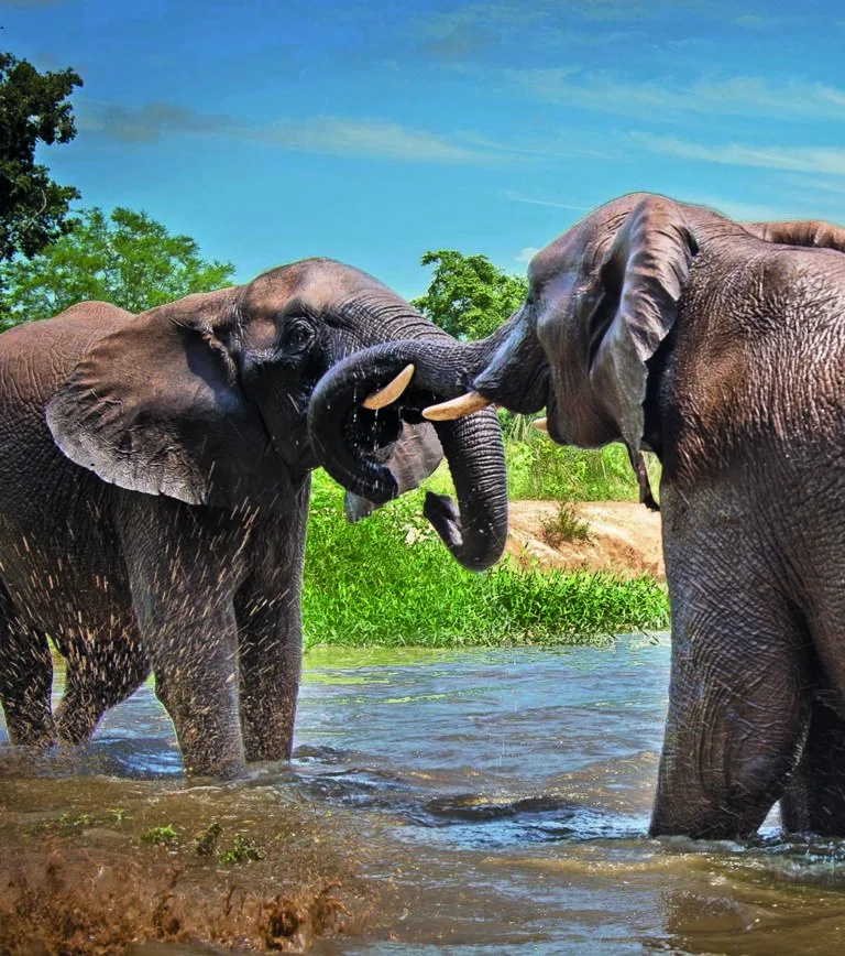 Guests can arrange an up-close elephant interaction at the neighboring Elephant Whispers sanctuary.