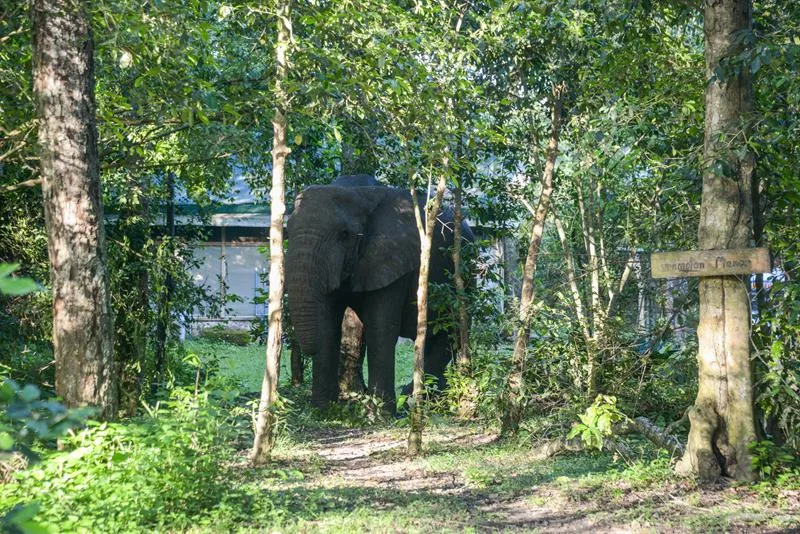 Elephant moving through camp