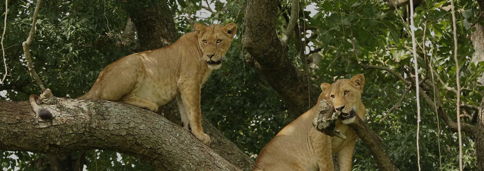 Ishasha tree-climbing lions