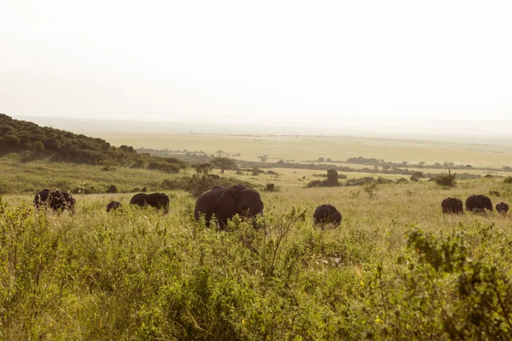Wildlife around the lodge