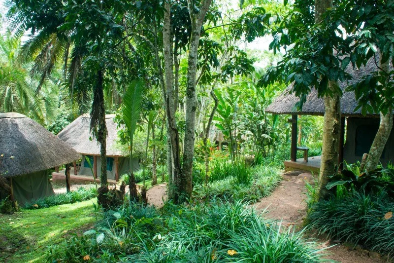 The camp's budget-friendly non-self-contained tents, tucked among the trees