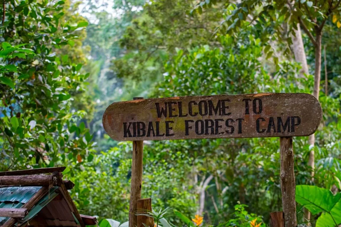 The camp's landscaped garden grounds bordering Kibale Forest