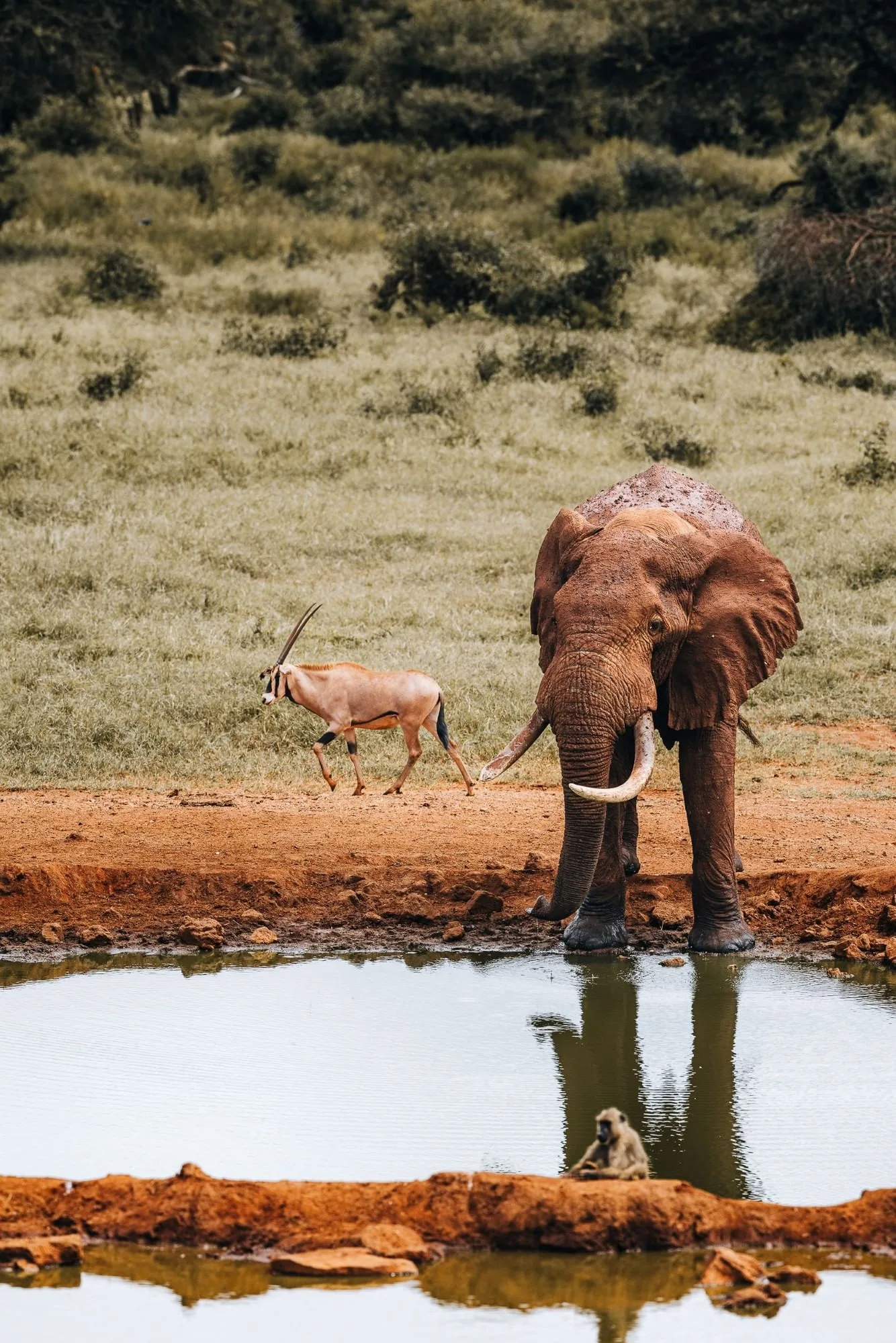 Active lodge waterhole