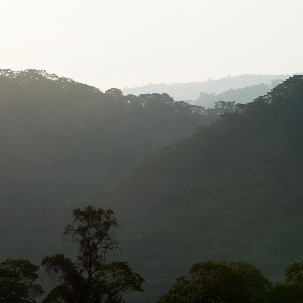 Forested highland outlook