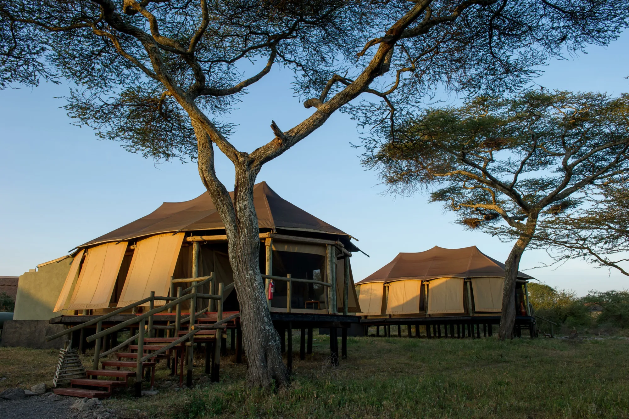 Raised guest tents among acacias