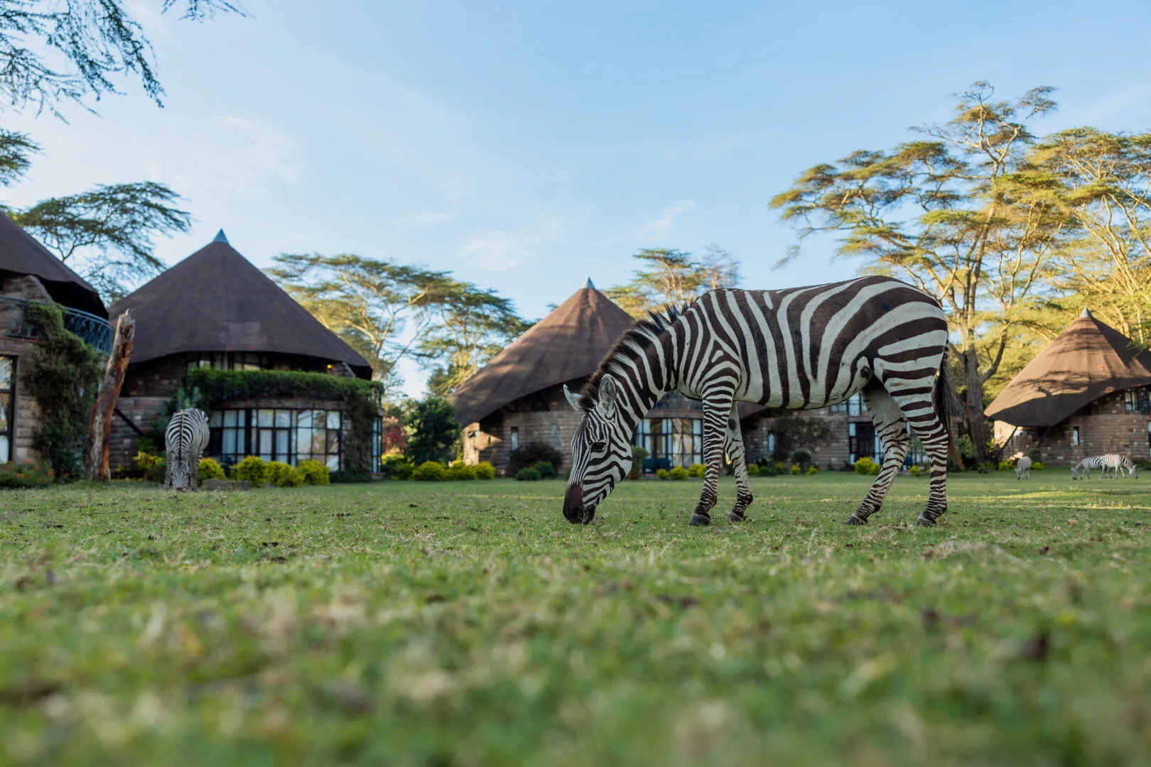 Resident zebras graze freely across the lodge's landscaped grounds