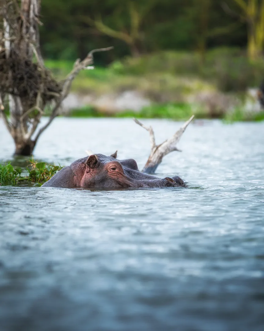 Hippos are frequently spotted in the waters just off the lodge's lakeside boat jetty