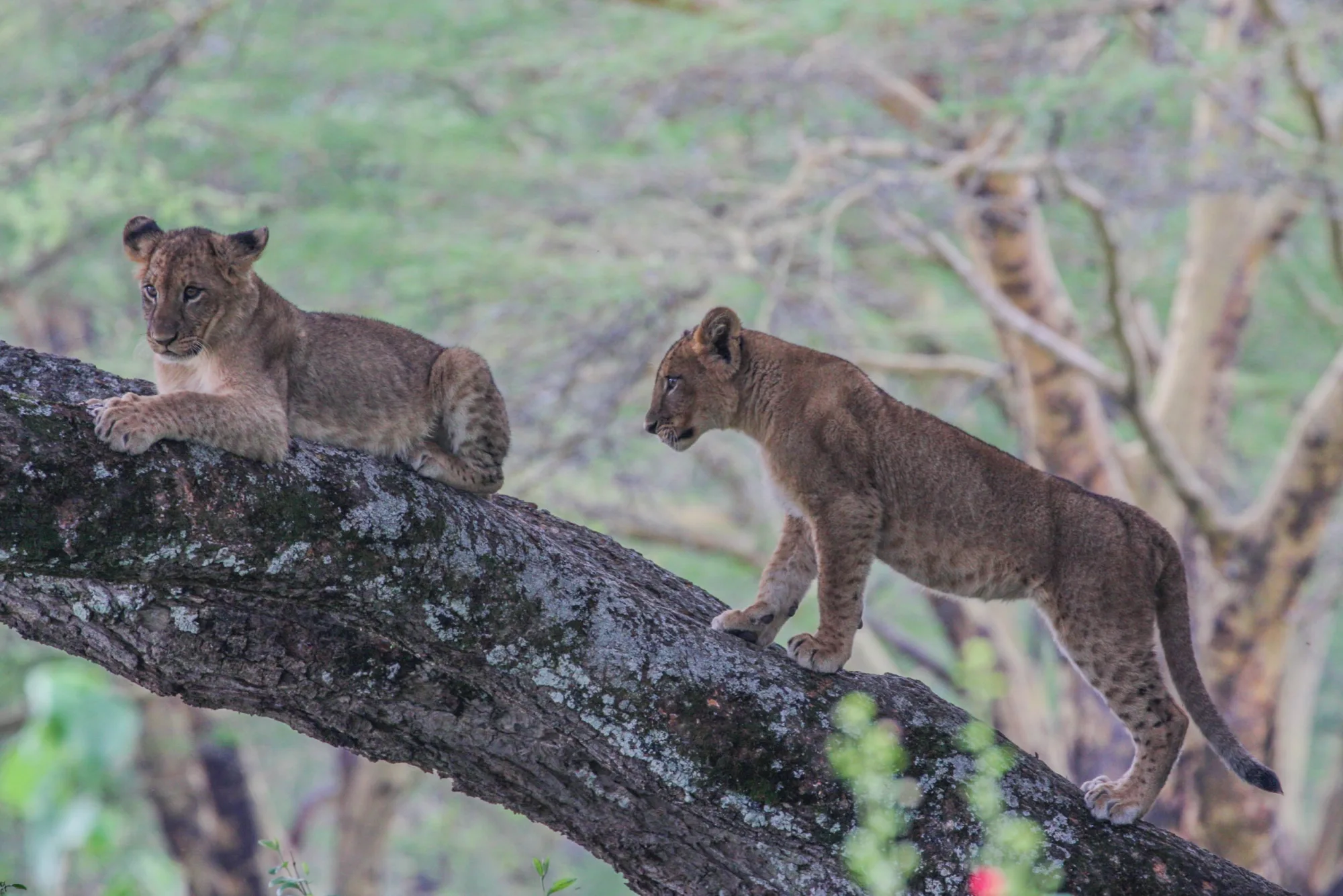 Lion cubs spotted on a game drive from the lodge