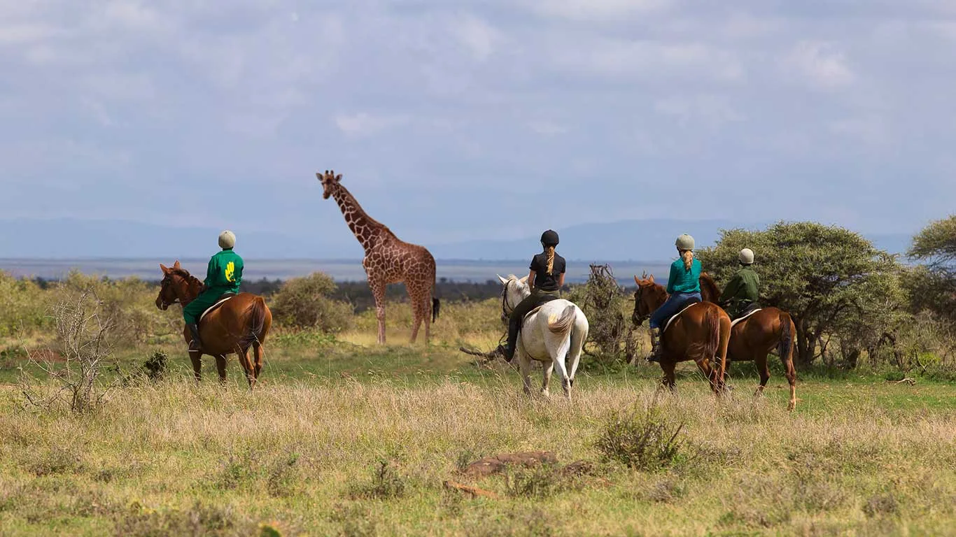 Horseback safari with giraffes