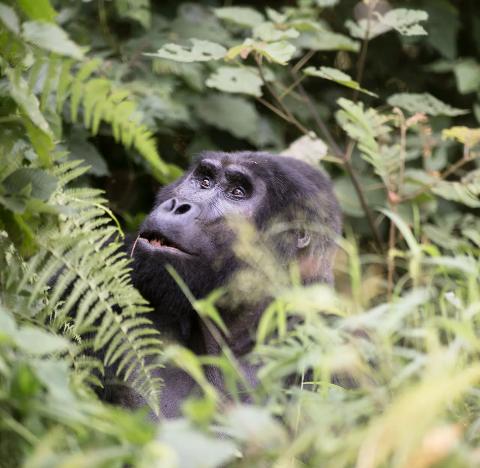 Gorilla trekking near the lodge