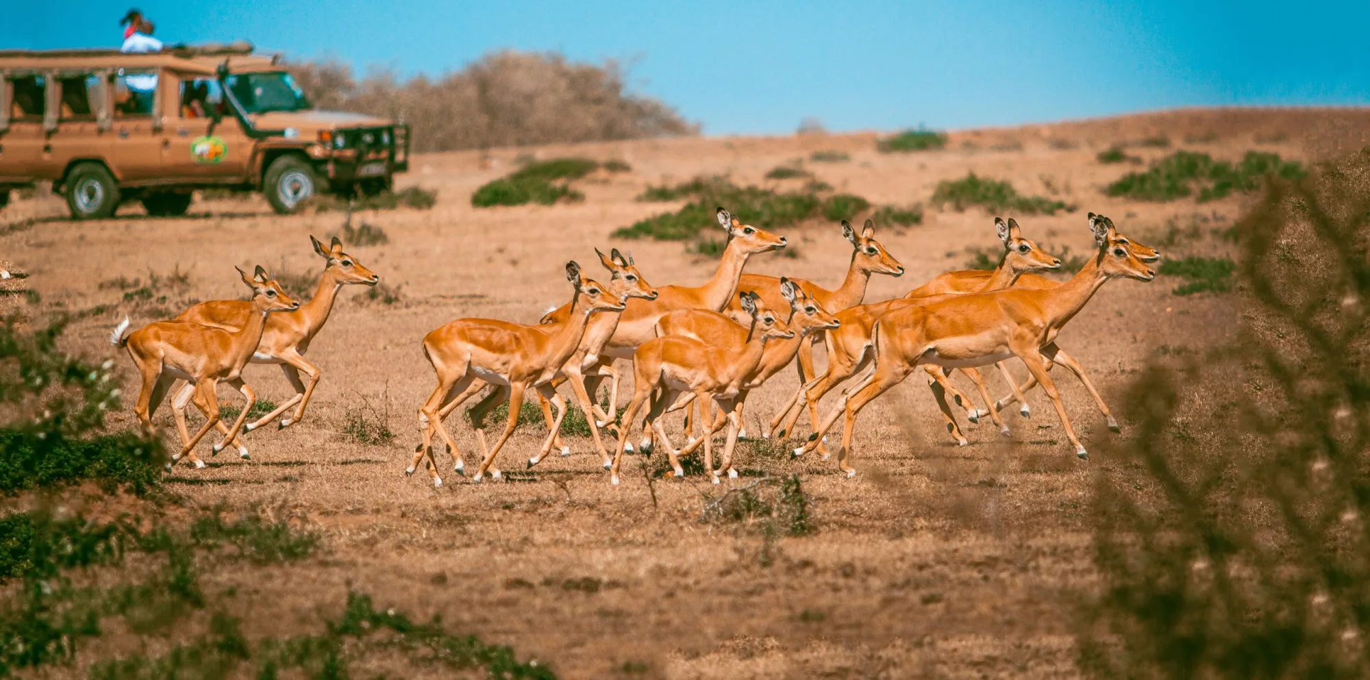 Masai Mara wildlife drive