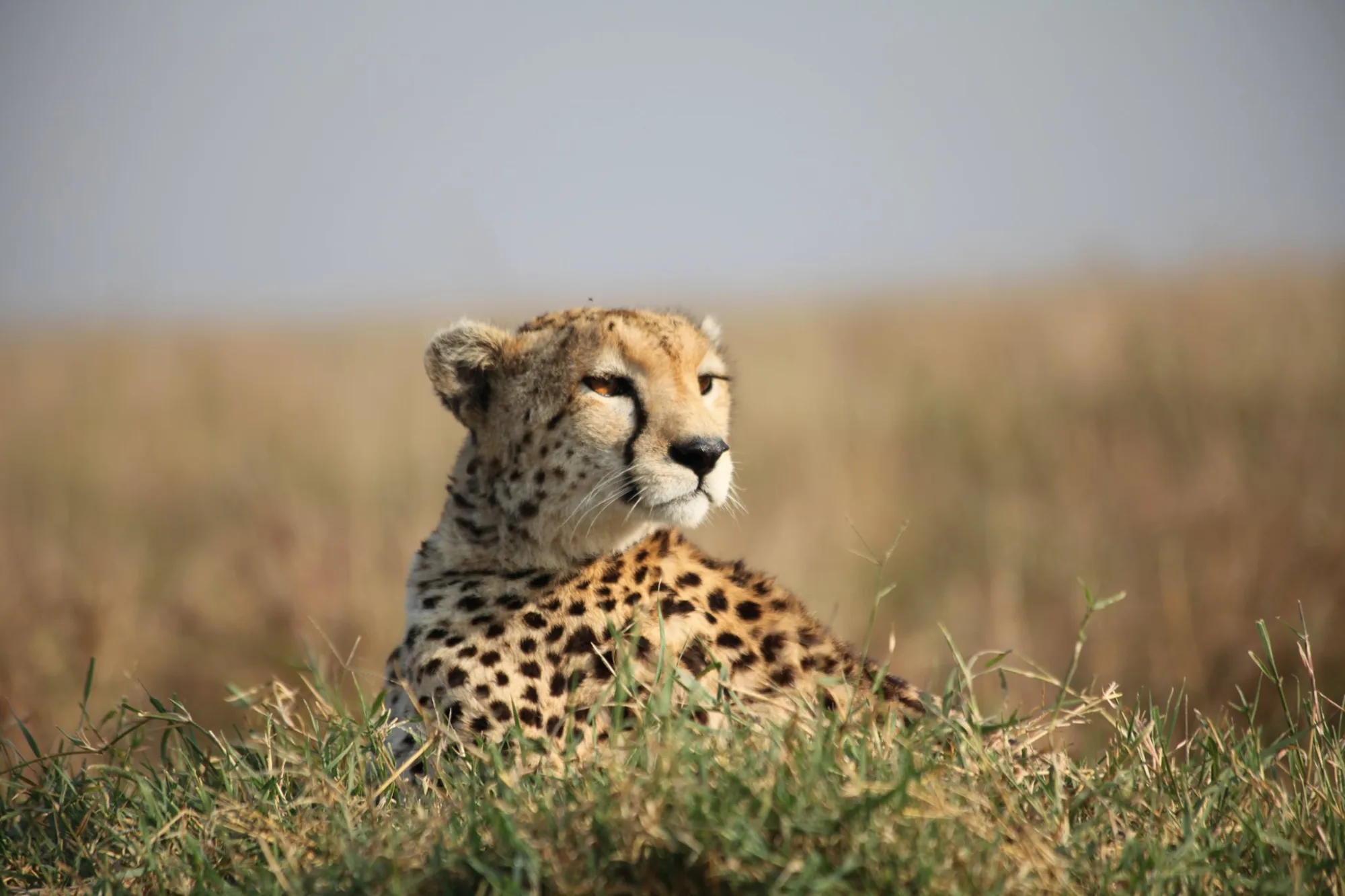 Mara big-cat sighting