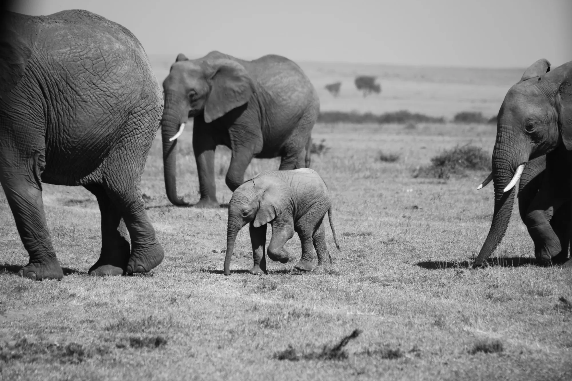 Elephants near the lodge