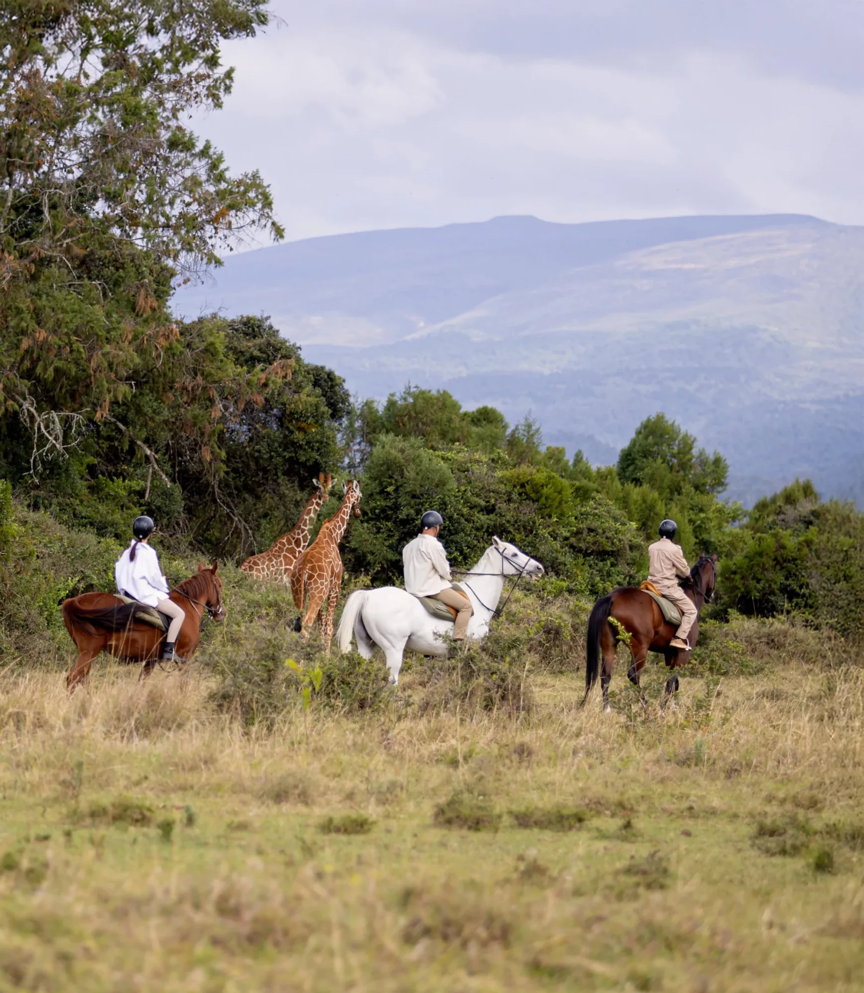 Horseback eco-safari