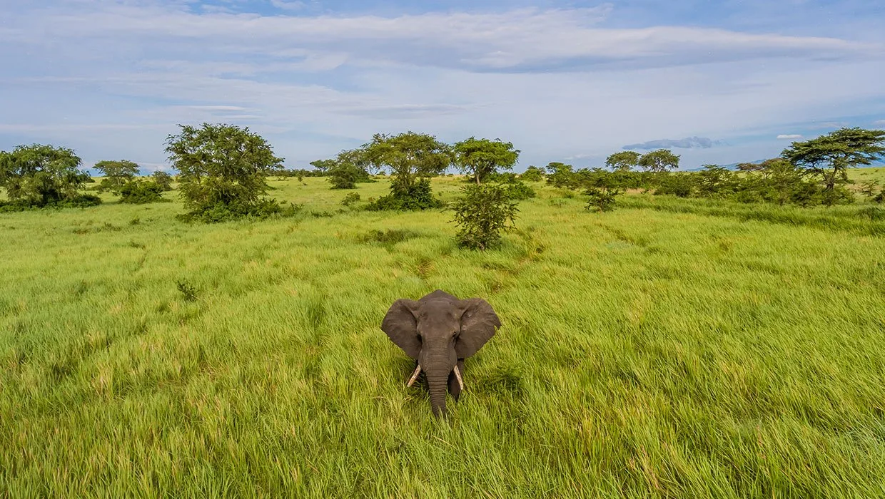 An elephant roaming the open plains close to the lodge, part of the park's abundant wildlife.