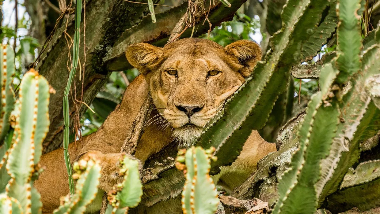 One of Queen Elizabeth National Park's famous tree-climbing lions, a signature sighting for guests.