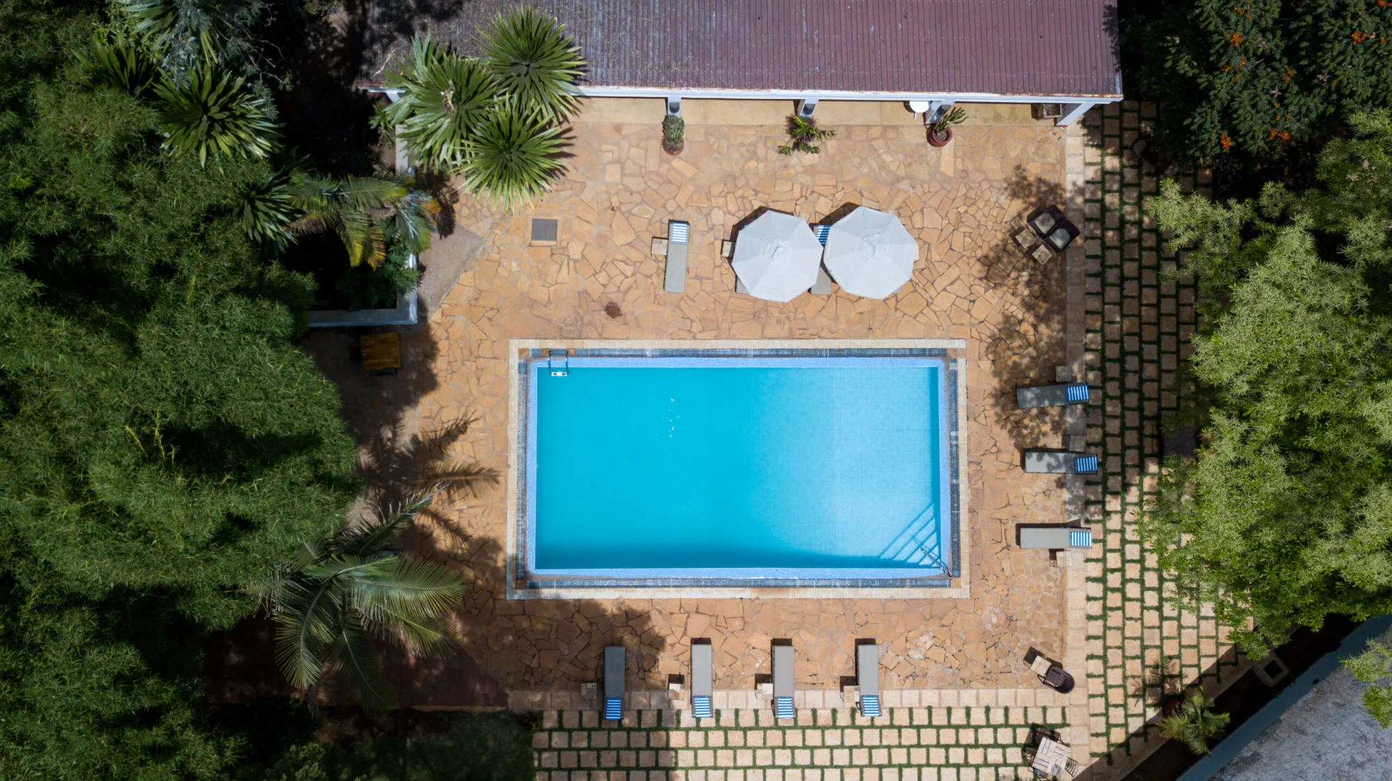 The pool terrace opens onto the surrounding coffee forest, a favourite spot to relax between game drives.