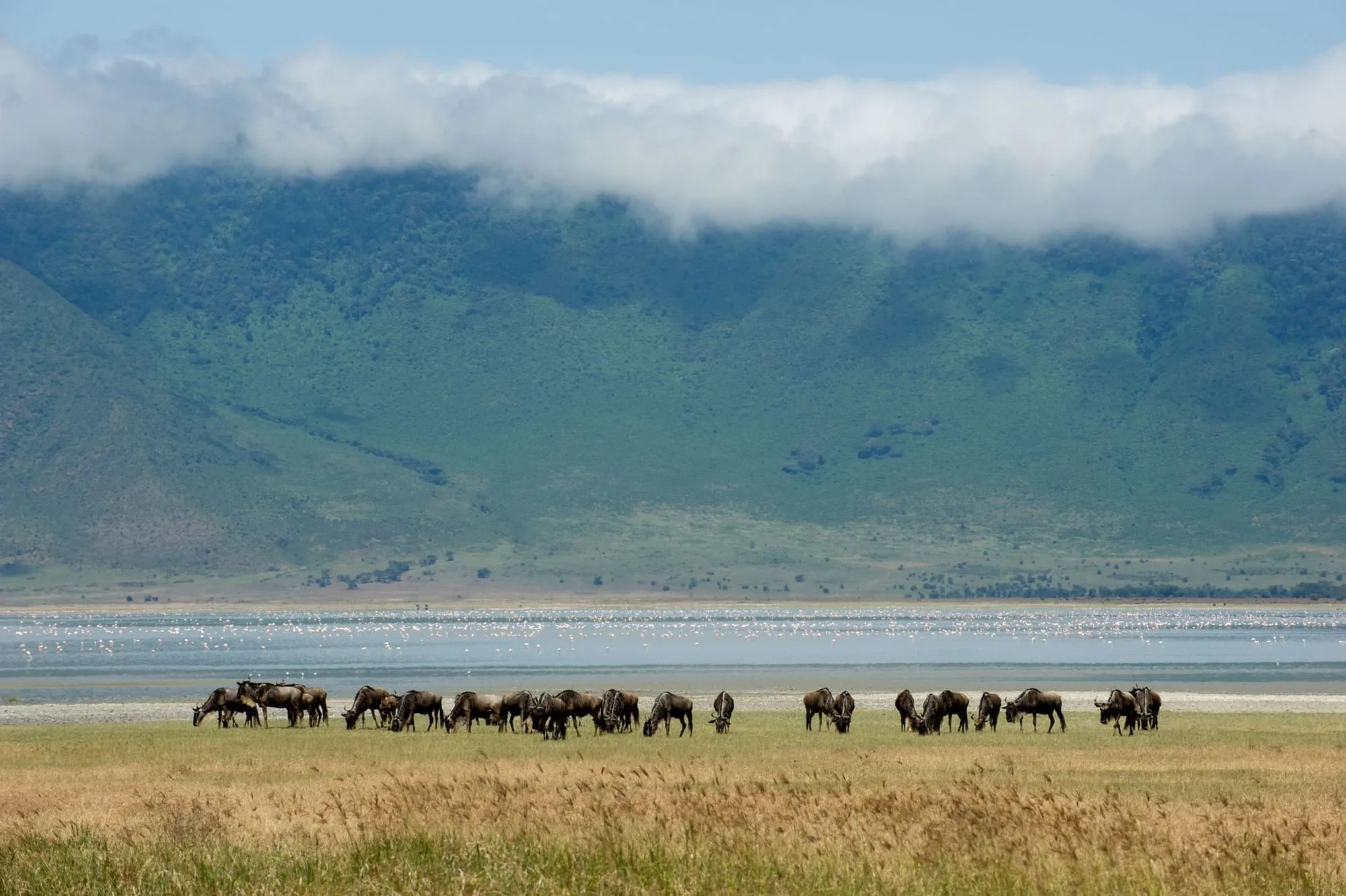 Guests wake to views of the crater floor, home to one of Africa's densest concentrations of wildlife.